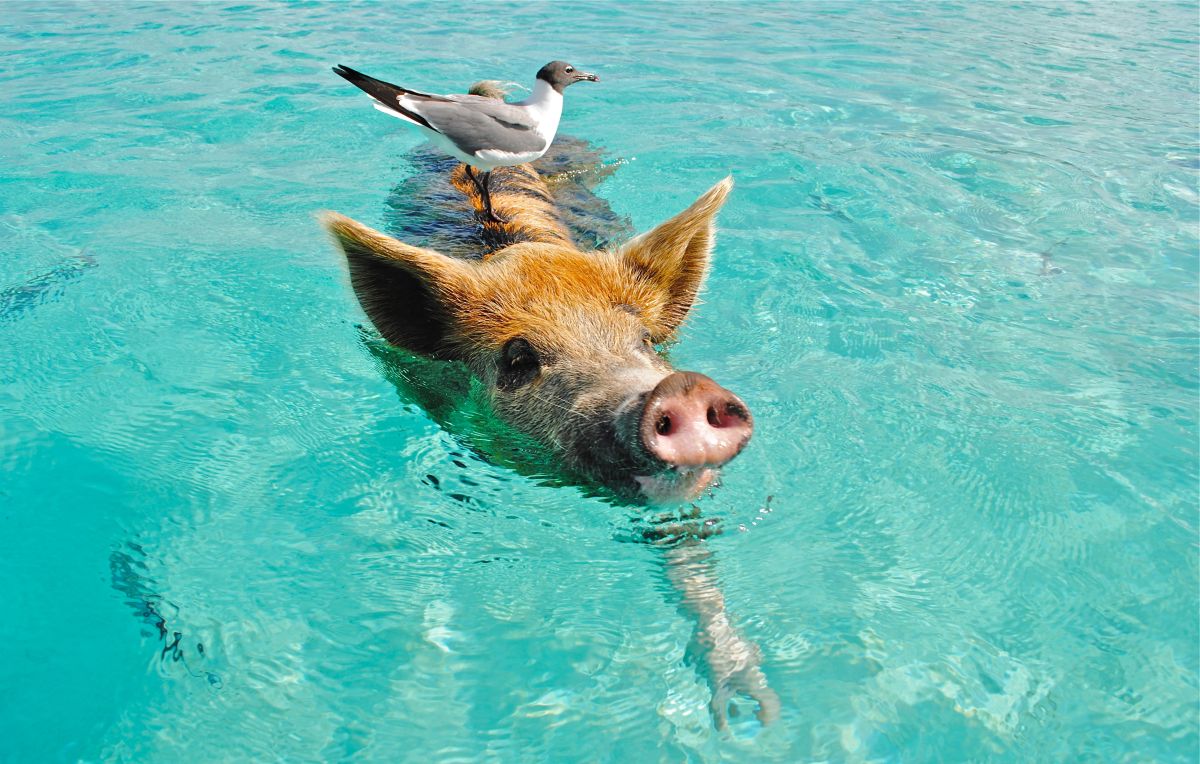 Pig Beach  Bahamas