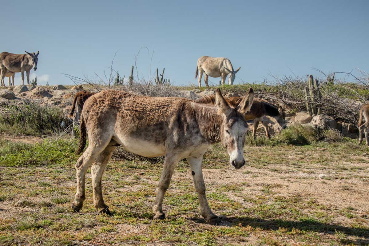 Donkey Sanctuary in Aruba