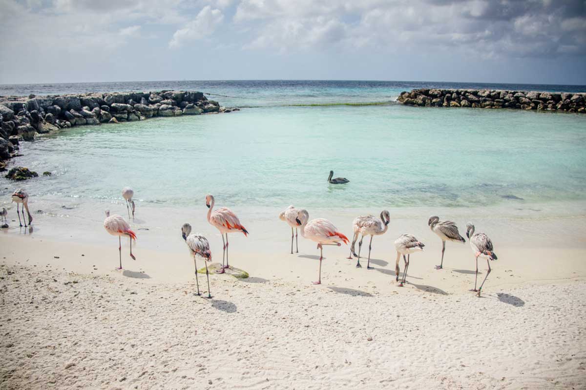 Flamingos on De Palm Island in Aruba