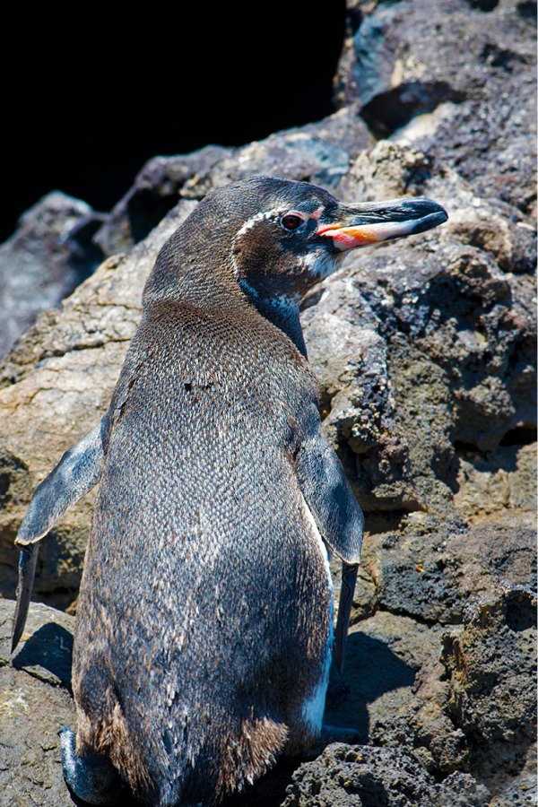 Galapagos