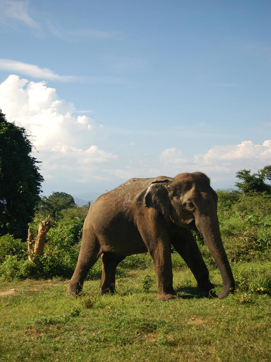 Udawalawe National Park