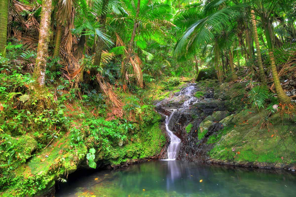 El Yunque National Forest