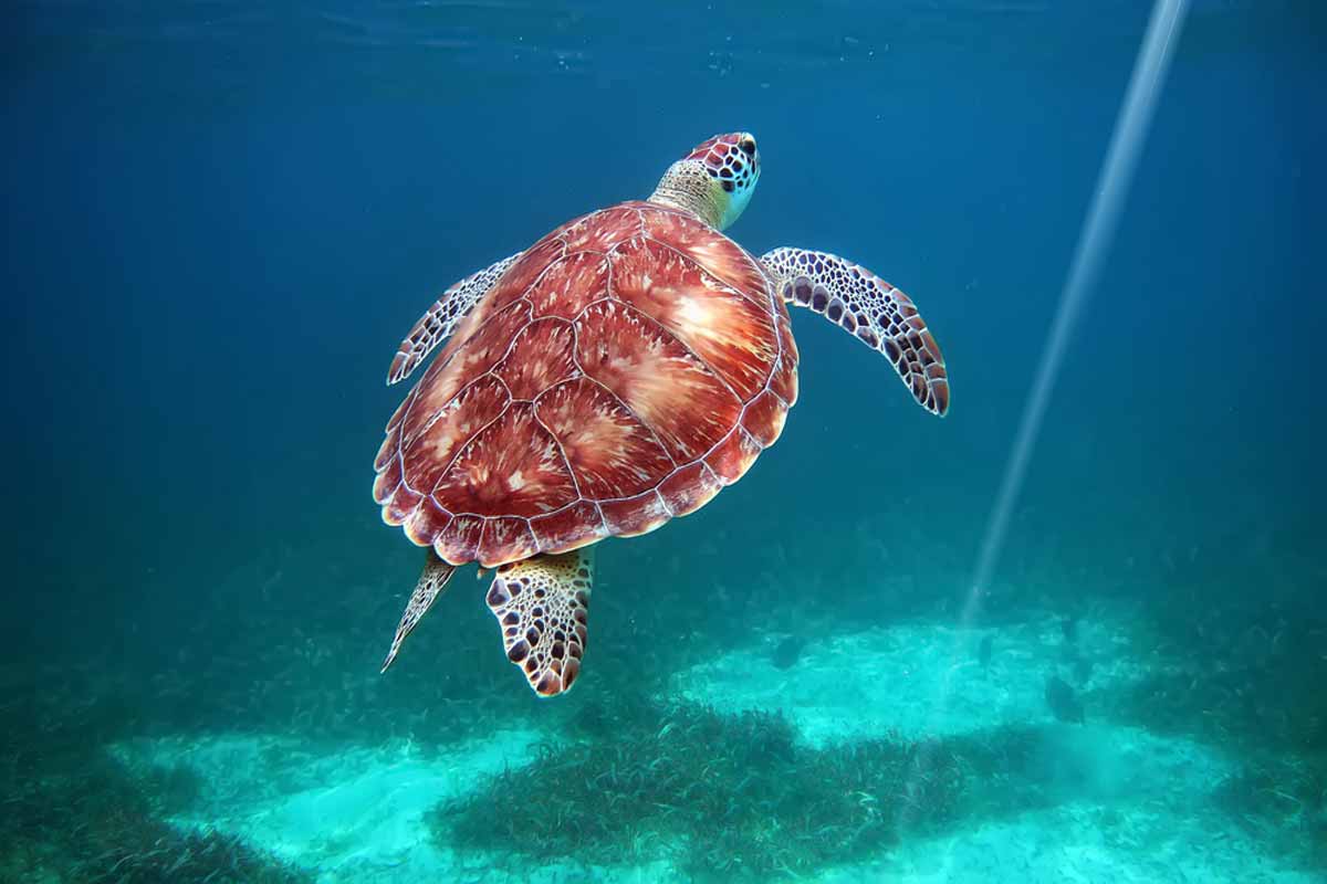 Hol Chan national park, Belize