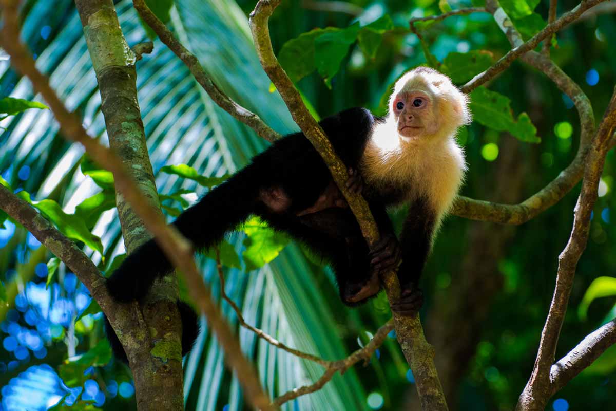 Manuel Antonio National Park. Costa Rica