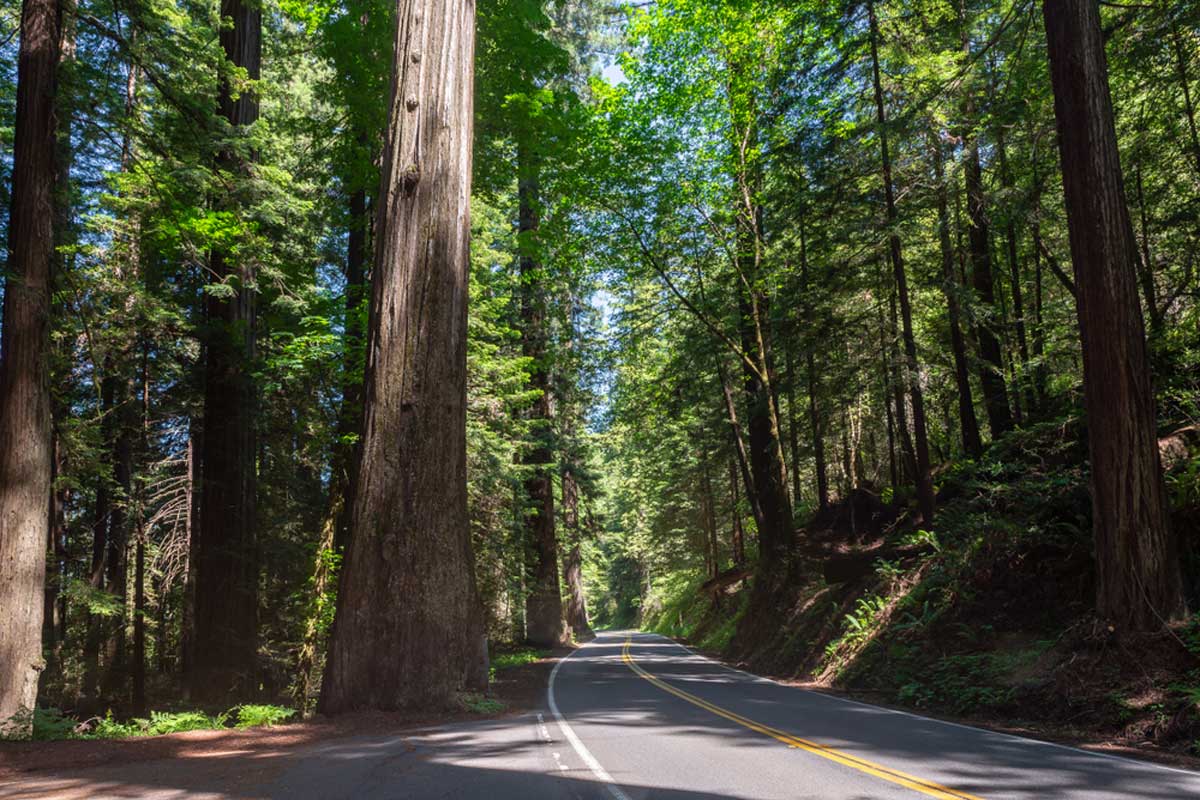  Avenue of the Giants, Humboldt Redwoods State Park, California, USA