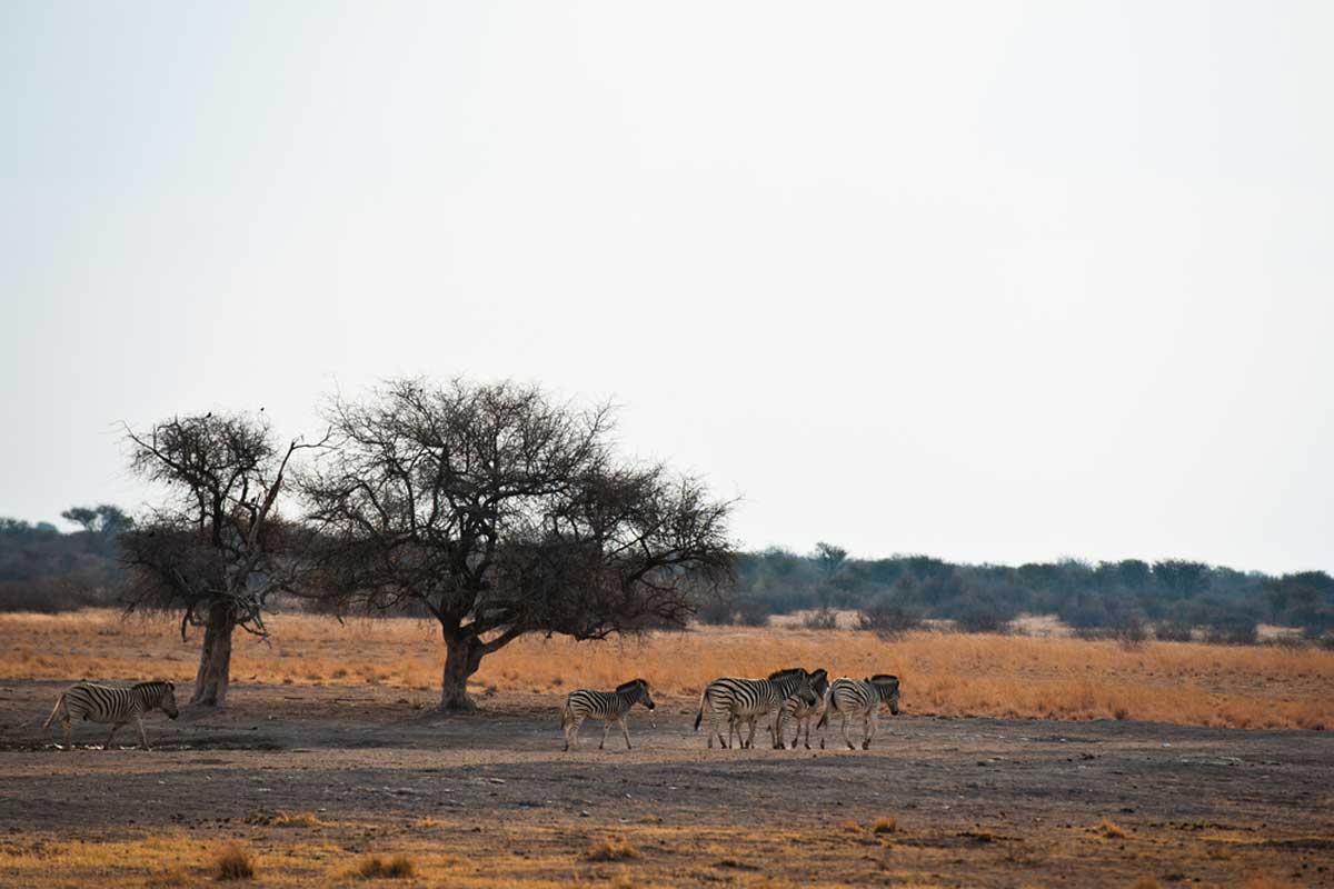 Kalahari Desert, Botswana 