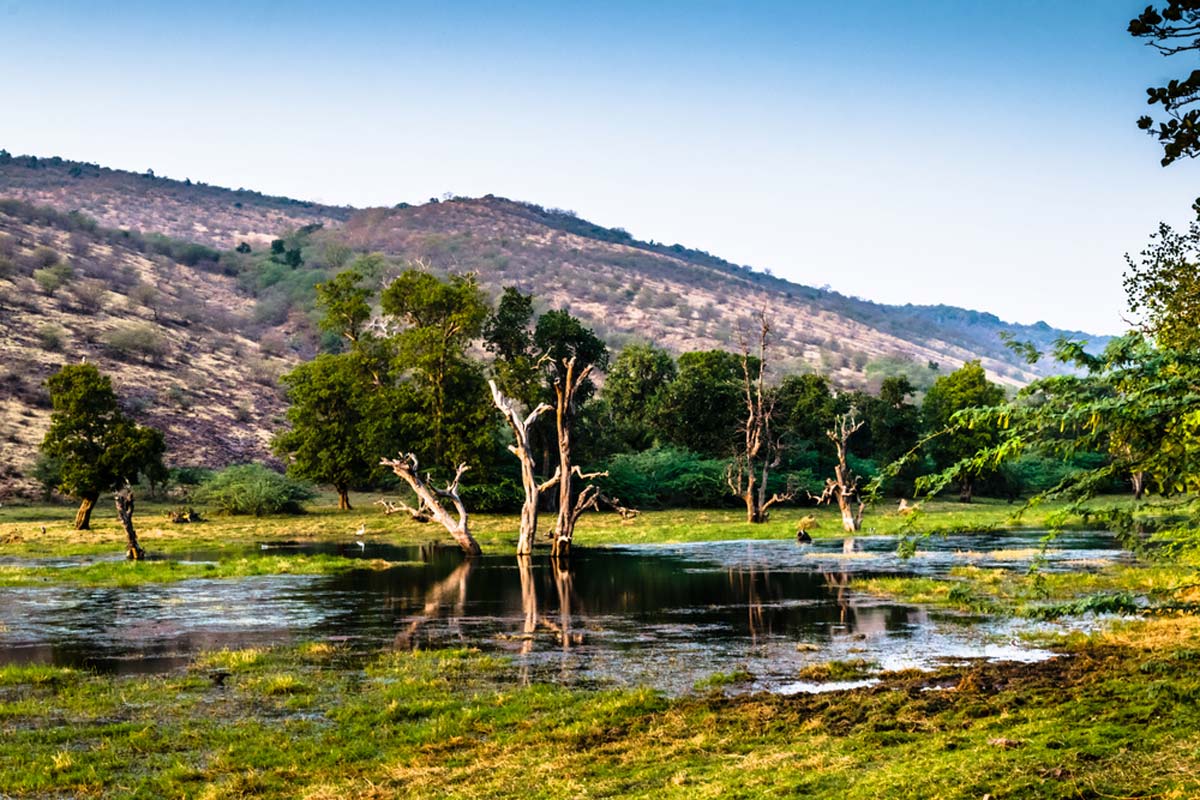 Ranthambore National Park, India 