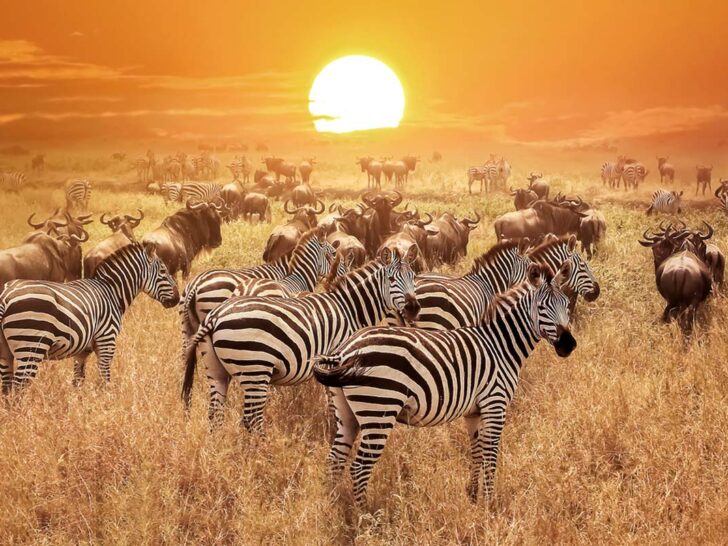10 of the Best Safari Honeymoons