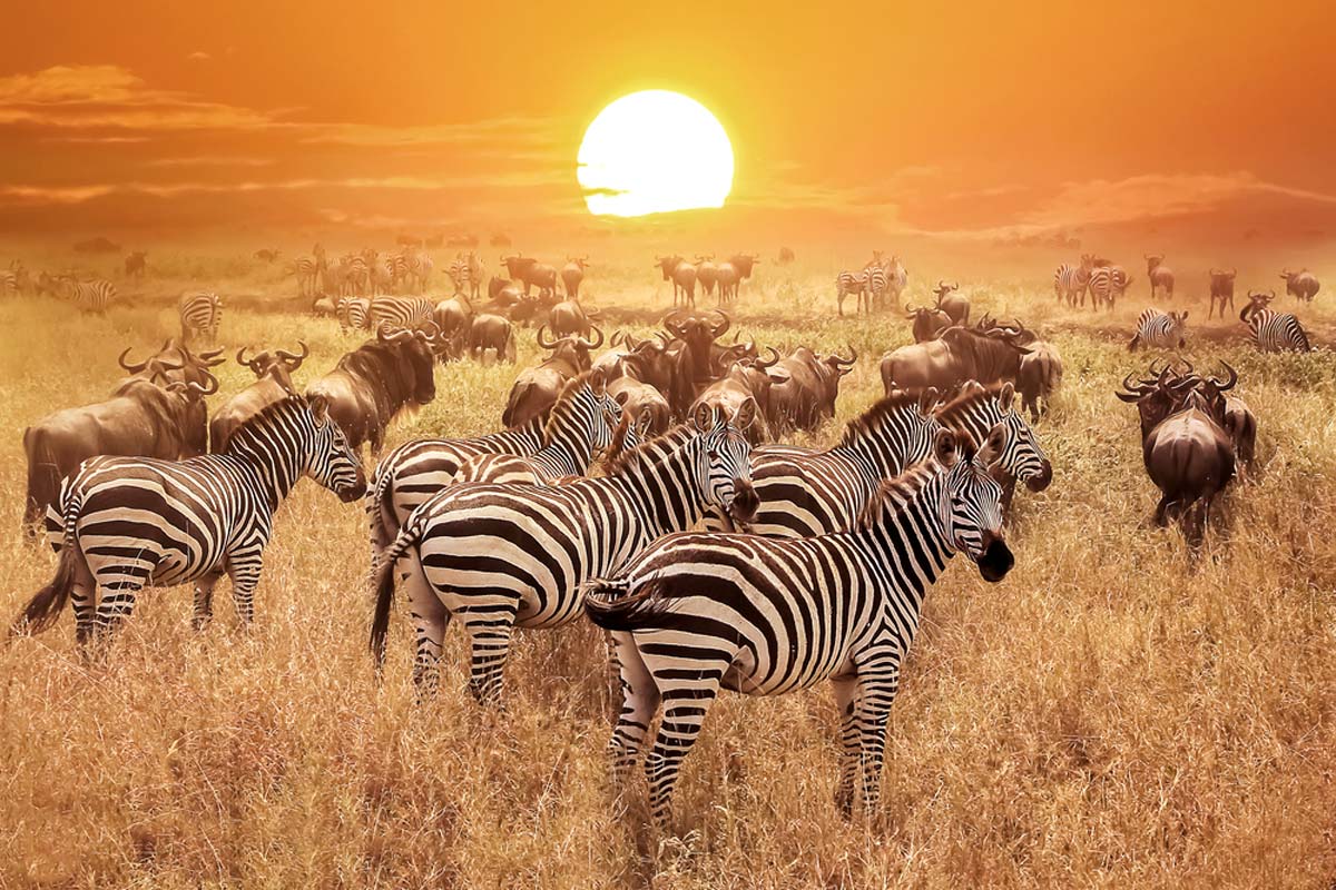 Serengeti, Tanzania 