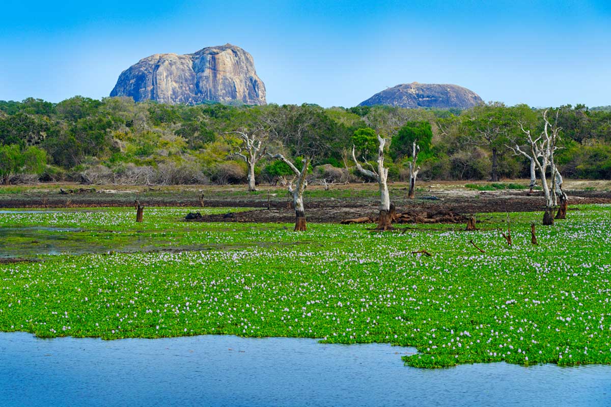 Yala Park, Sri Lanka