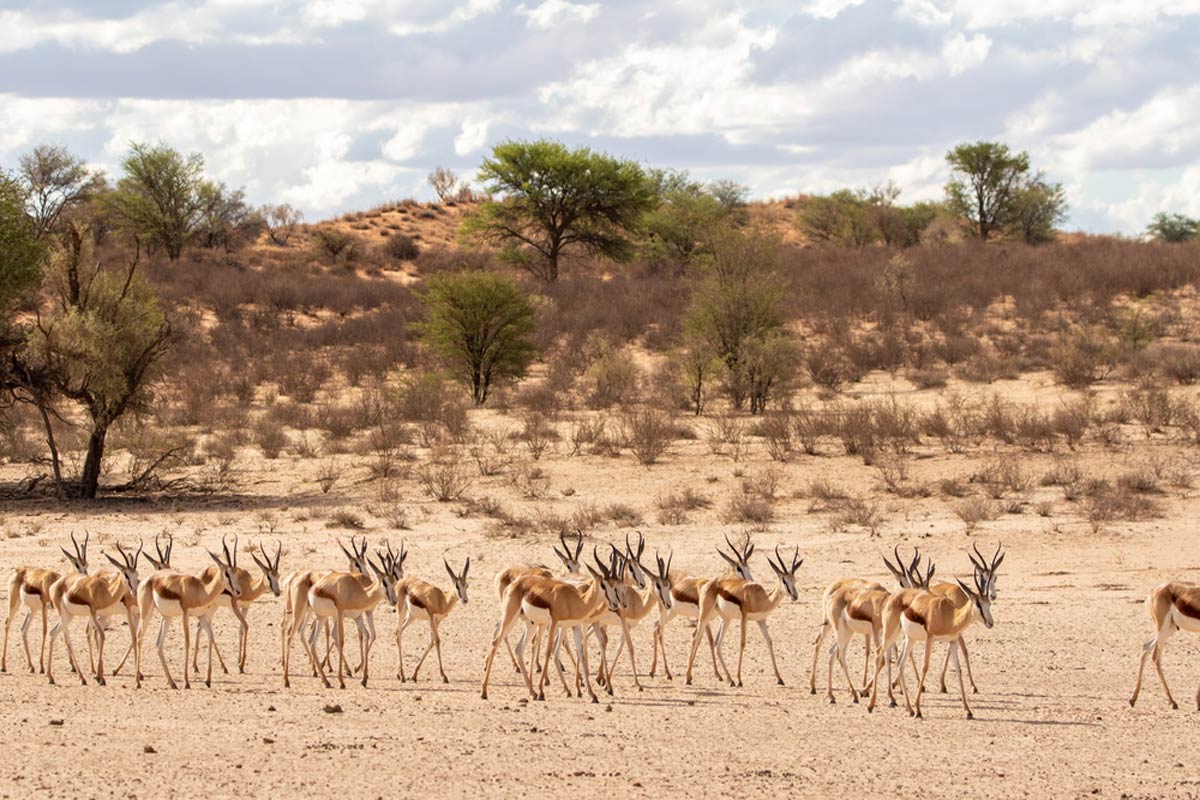 Kgalagadi Transfrontier Park