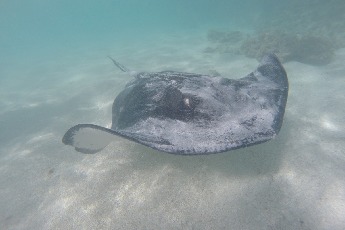 Stingray City Antigua