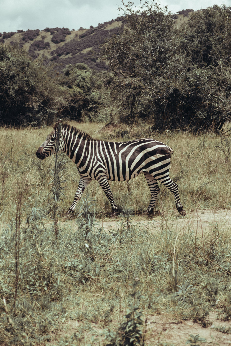 Akagera National Park Rwanda