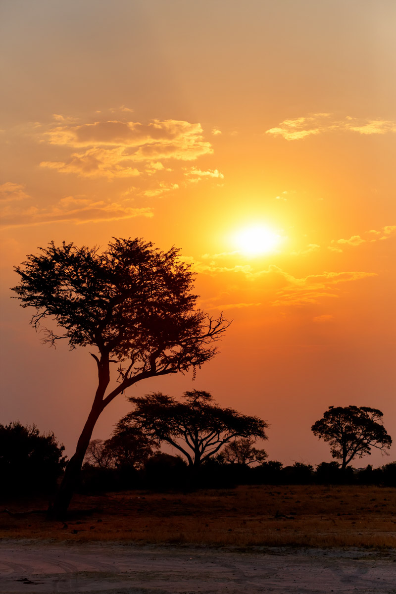 African sunset with tree in front, Hwange national park, Matabeleland, North Zimbabwe