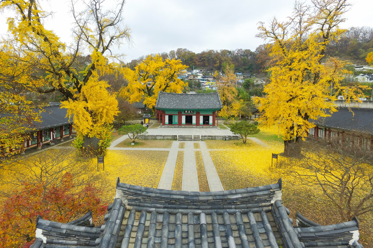 Autumn landscape of the yellow ginkgo tree foliage of Jeonju Hyanggyo in Jeonju, Korea.