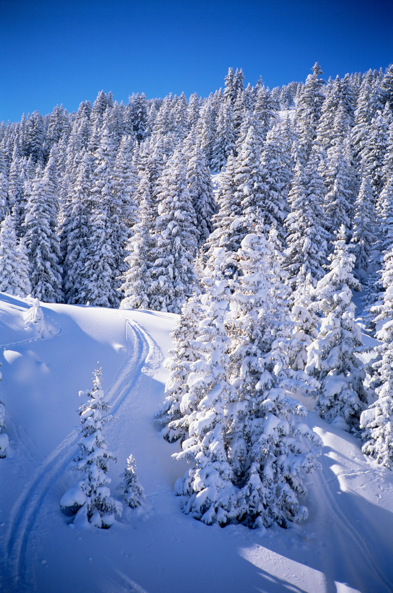 Fresh snow, meribel, trois vallees, haute-savoie, french alps, france, europe