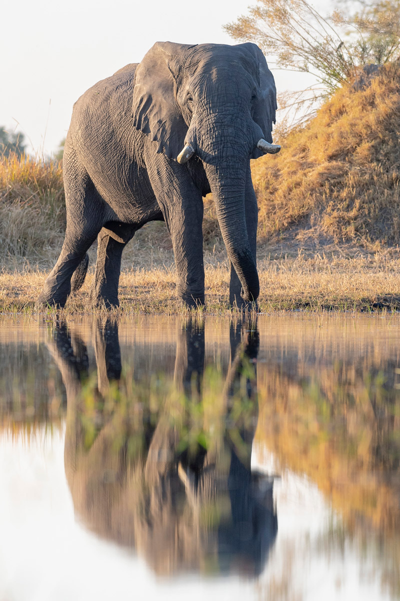 Elephant in Okavango delta